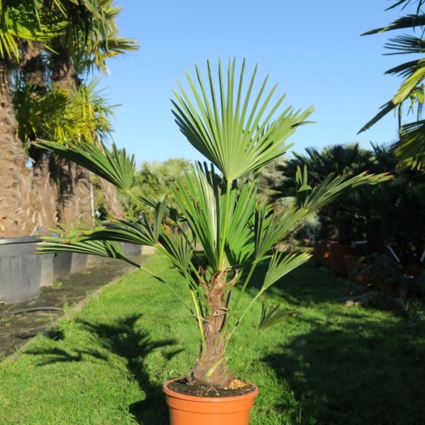 PALMIER TRACHYCARPUS WAGNERIAN C 20