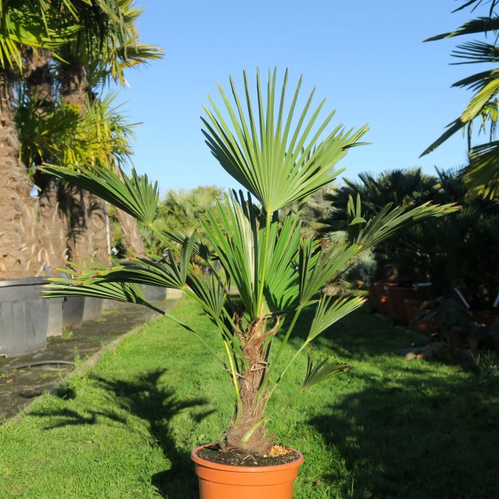 PALMIER TRACHYCARPUS WAGNERIAN C 20