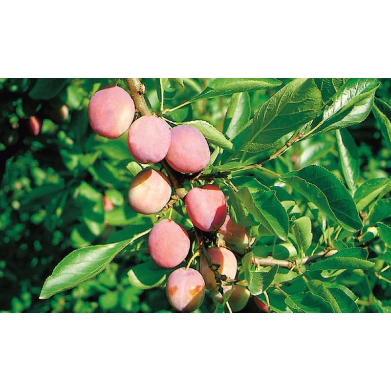 PRUNIER PRUNUS DOMESTICA OPAL C10L 1/2 TIGE