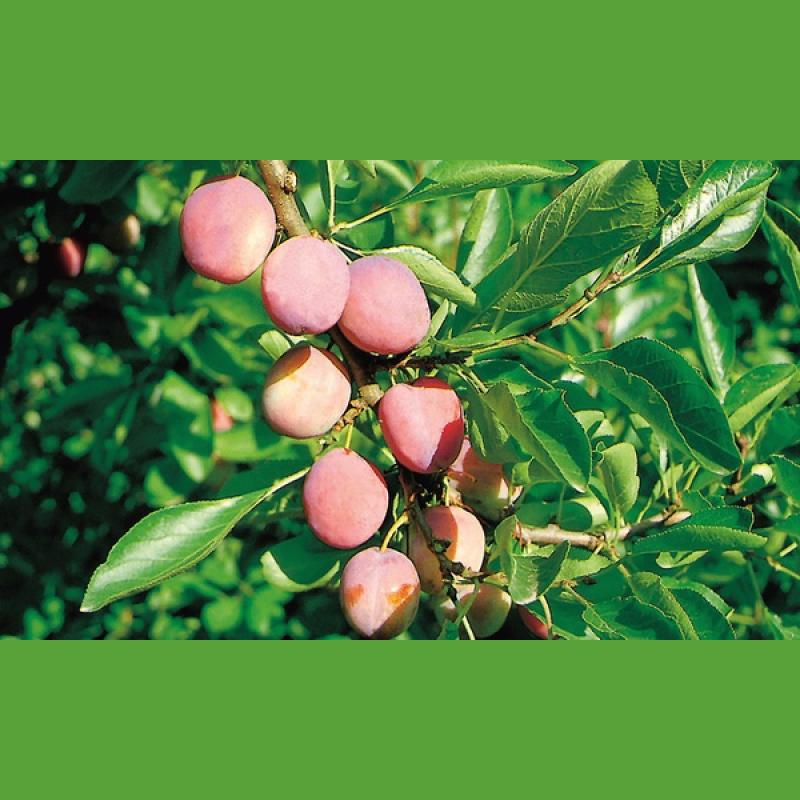 PRUNIER PRUNUS DOMESTICA OPAL C10L 1/2 TIGE