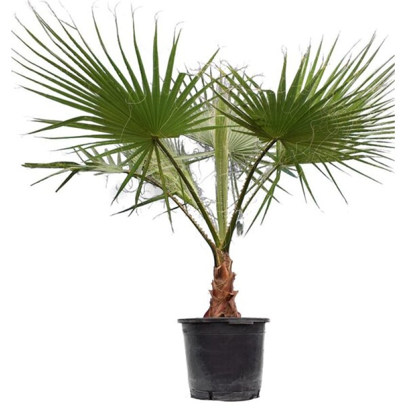 PALMIER WASHINGTONIA ROBUSTA C45L 160/200