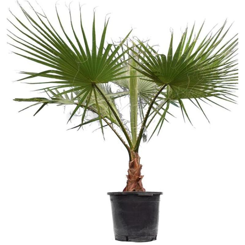 PALMIER WASHINGTONIA ROBUSTA C45L 160/200