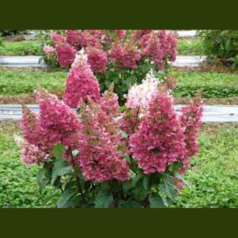 HYDRANGEA PAN PINKY WINKY POT 19 CM