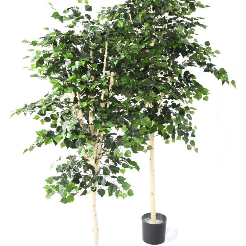 BOULEAU TRONC SIMPLE H210CM