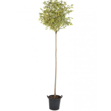 LIGUSTRUM JAPON EXCELSUM SUPERBUM C18 1/2 TIGE