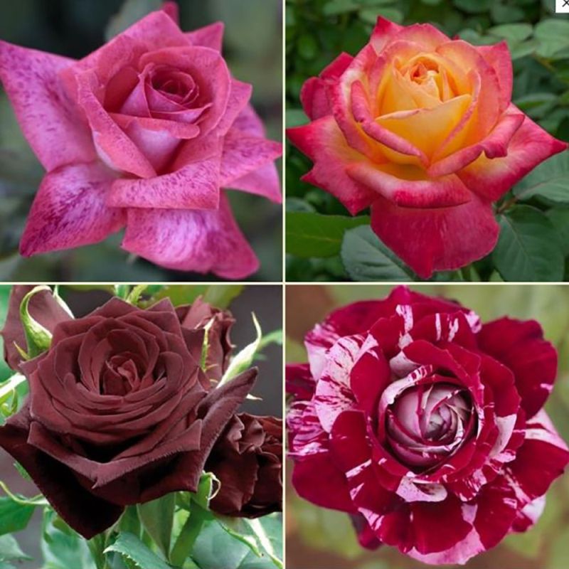 ROSIER COLLECTION POT 23 CM