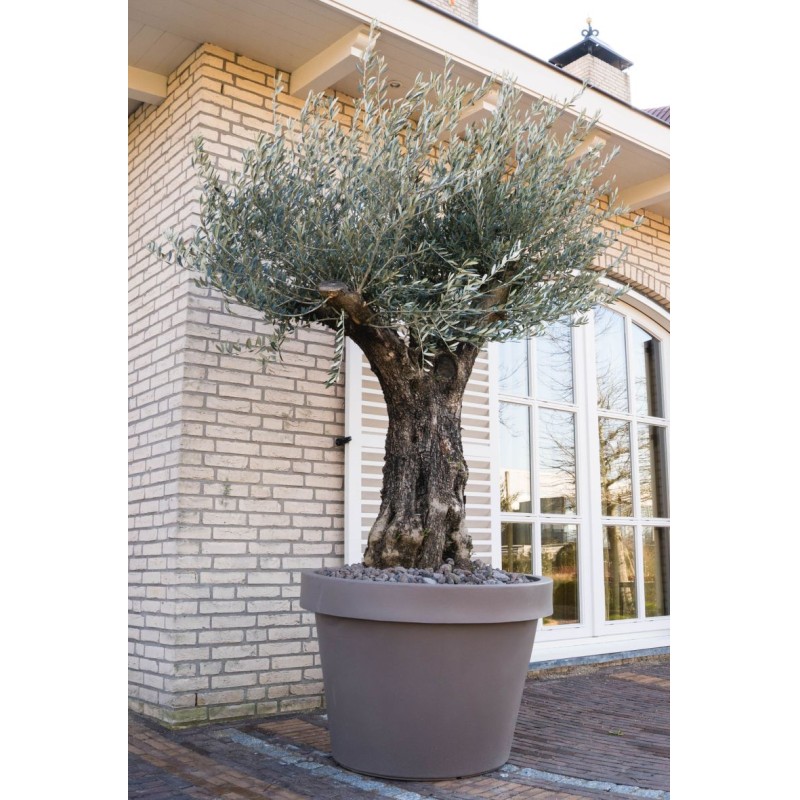 OLIVIER OLEA EUROPAEA MAXI BONSAI 240/260 CIRCONFE