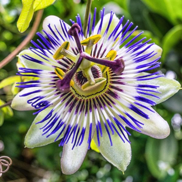 PASSIFLORE POT 13CM