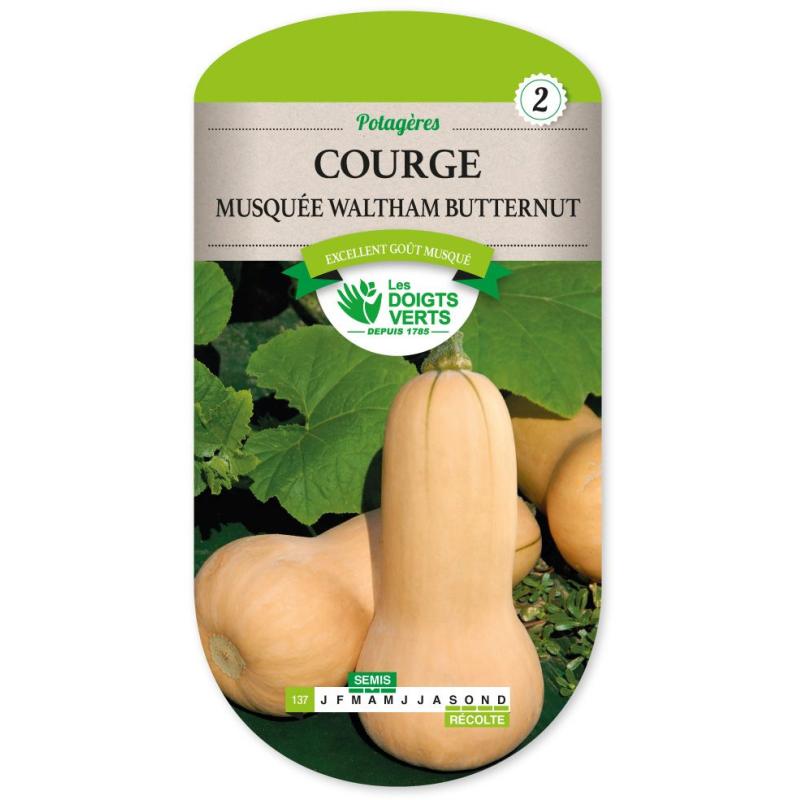 COURGE MUSQUEE WALTHAM BUTTERNUT