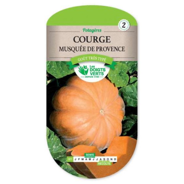 COURGE MUSQUEE DE PROVENCE