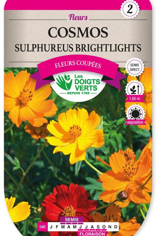 COSMOS SULFUREUS BRIGHTLIGHTS