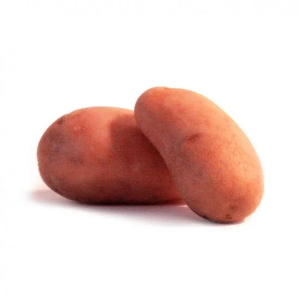 JEANNETTE 25/35 1.5KG 54 PLANTS