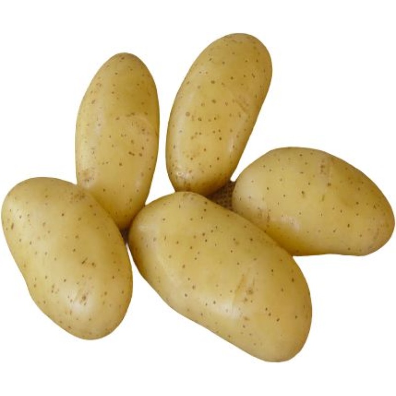 BELLE DE FONTENAY 25/32 1.5KG 63 PLANTS