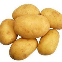 DOLWEN PRIMEUR 25/30 3KG 126 PLANTS