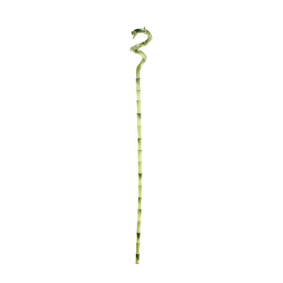LUCKY BAMBOU POT 5CM