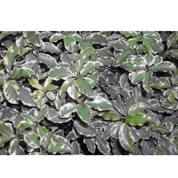 PITTOSPORUM VARIEGATUM 13 CM