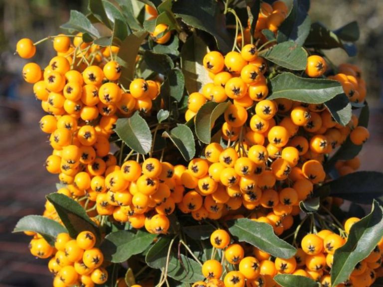 PYRACANTHA CODDINEA SOLEIL D OR C3L 60/80