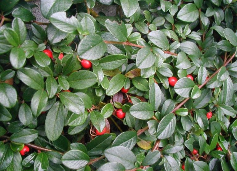 COTONEASTER DAMMERI RADICANS C1L 20/30