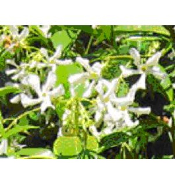JASMIN TRACHELOSPERMUM JASMINOIDES C3L 60/80