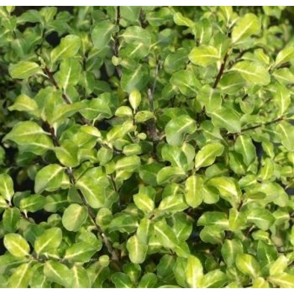 PITTOSPORUM ABBOTSBURRY GOLD C3L 30/40