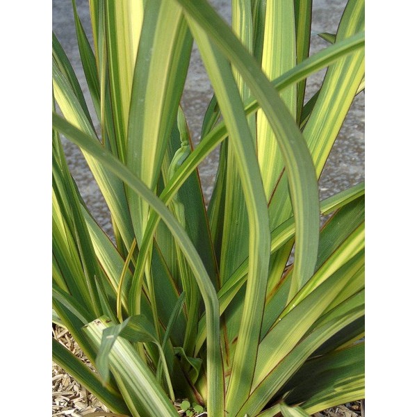 PHORMIUM GOLDEN RAY C4L 40/60