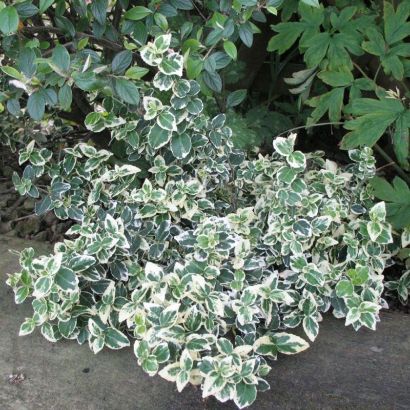 EUONYMUS FORT EMERALD GAIETY C3L 20/30