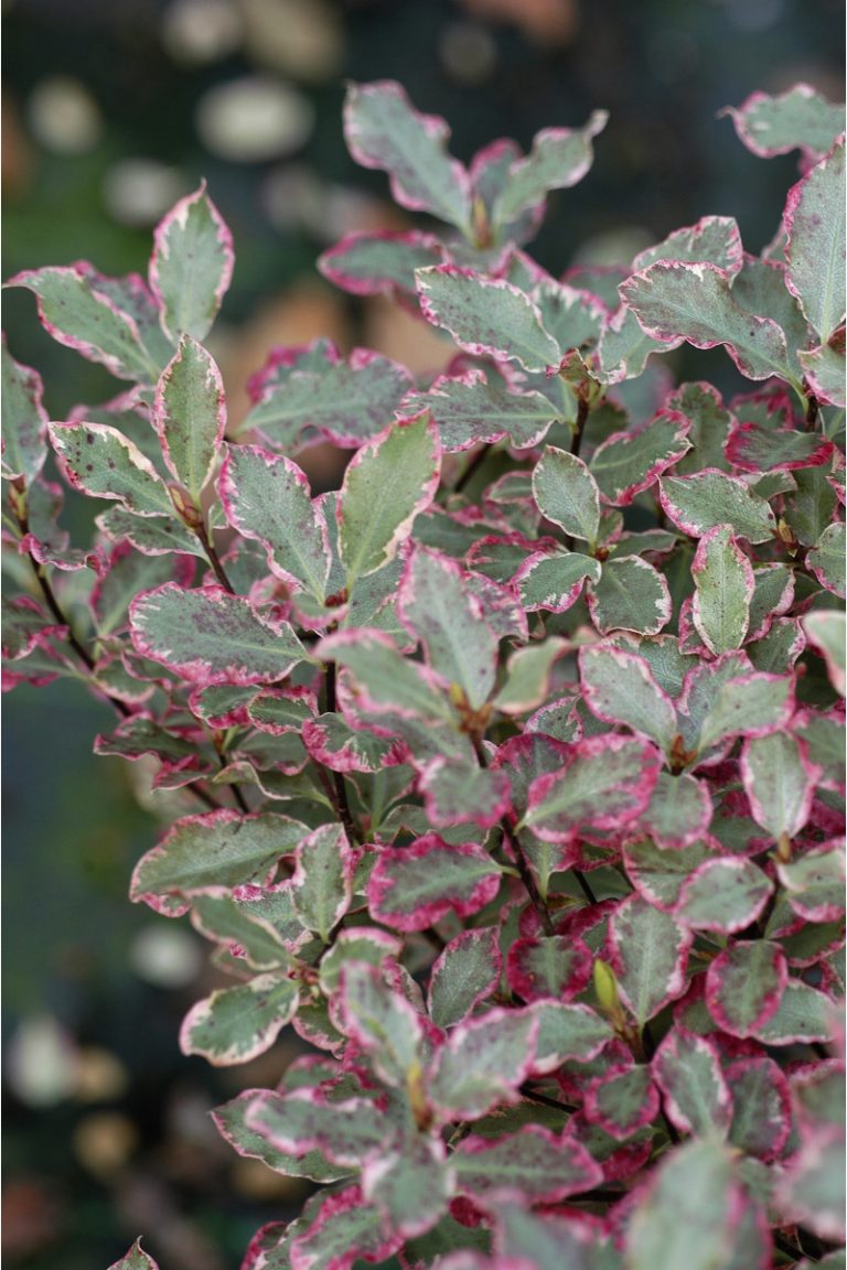 PITTOSPORUM ELISABETH C10L 60/80CM