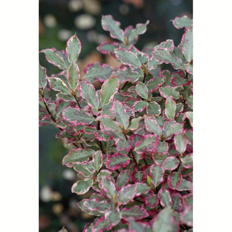 PITTOSPORUM ELISABETH C10L 60/80CM
