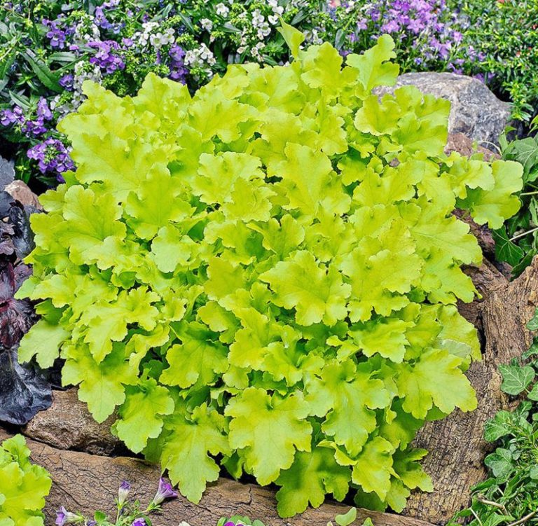 HEUCHERA LIME MARMALADE C3L