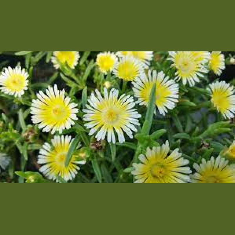 DELOSPERMA WHEELS OF WONDER ORANGE C3L 20/30
