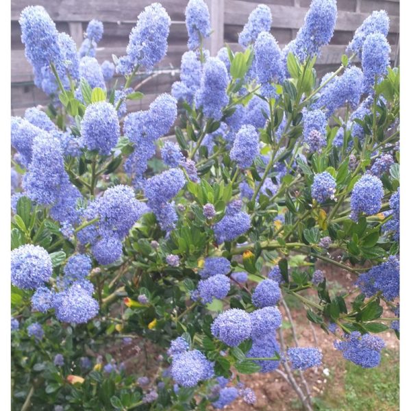 CEANOTHUS THYRSIFLORUS SKYLARK C3L 40/60
