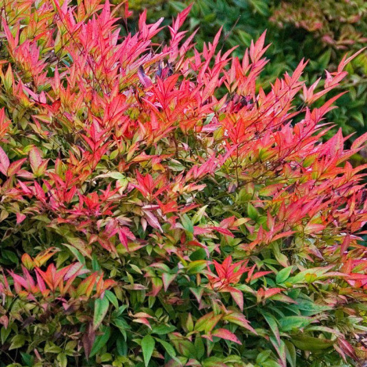 NANDINA DOMESTICA GULF STREAM C4L 30/40CM