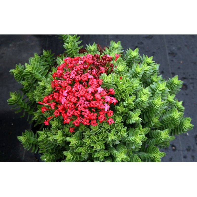 SUCCULENTE POT 12 CM
