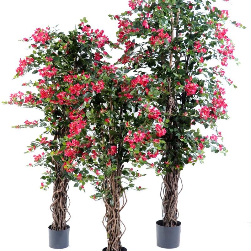 BOUGAINVILLIER NEW LIANE H210CM