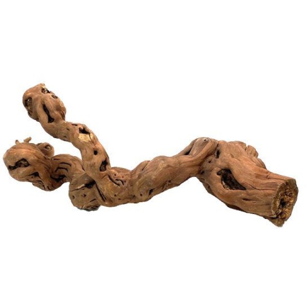 PIED DE VIGNE 40-55CM