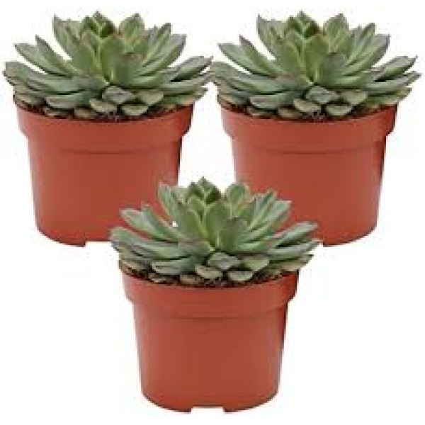 ECHEVERIA POT 12CM