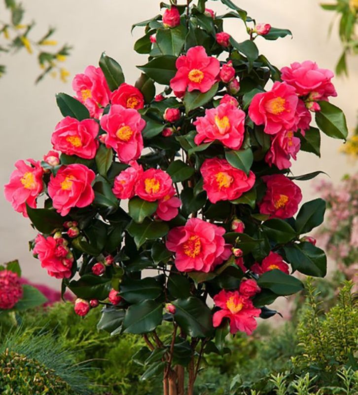 CAMELIA JAPONICA CURLY RED POT 23 CM