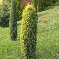 JUNIPERUS COMMUNIS GOLD CONE C3L 25/30CM