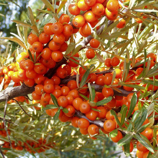ARGOUSIER FEMELHIPPOPHAE RHAMN LEIKORA C3.6 40-50