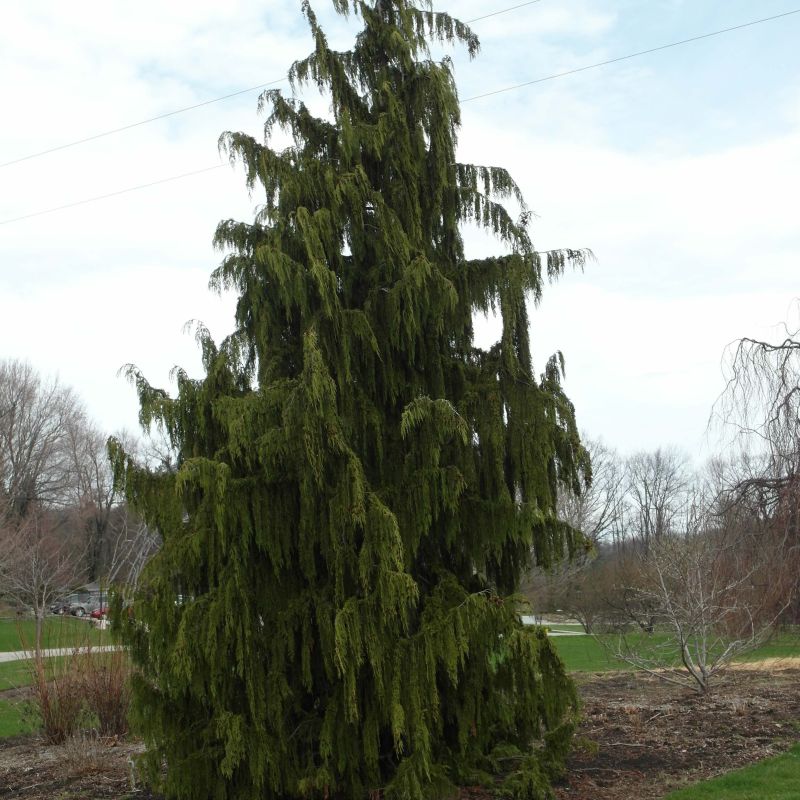 CHAMAECYPARIS NOOTKAT PENDULA C10L 80/100