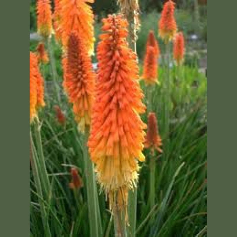 KNIPHOLIA UVARIA FLAMENCOC2L