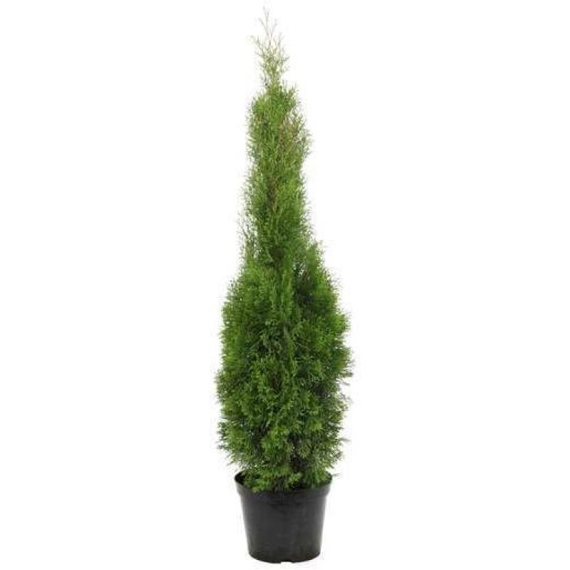 THUYA OCCIDENTALIS EMERAUDE C25 100/125