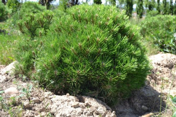 PINUS NIGRA MARIE BREGEON PBR COUPE 30