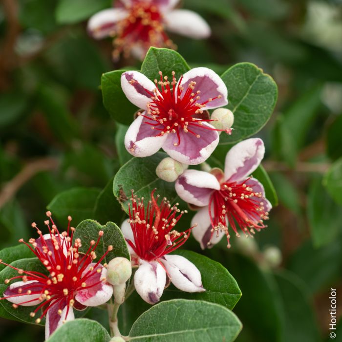 FEIJOA SELLOWIANA C 18-20