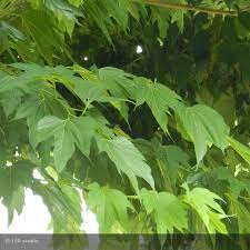 MORUS PLATANIFOLIA FRUITLESS C15-18L