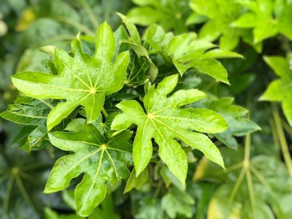 ARALIA FATSIA JAPONICA C55L H125/150