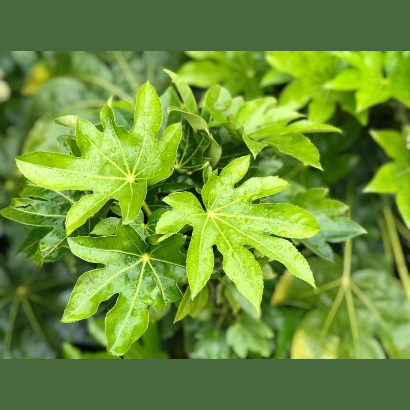 ARALIA FATSIA JAPONICA C55L H125/150
