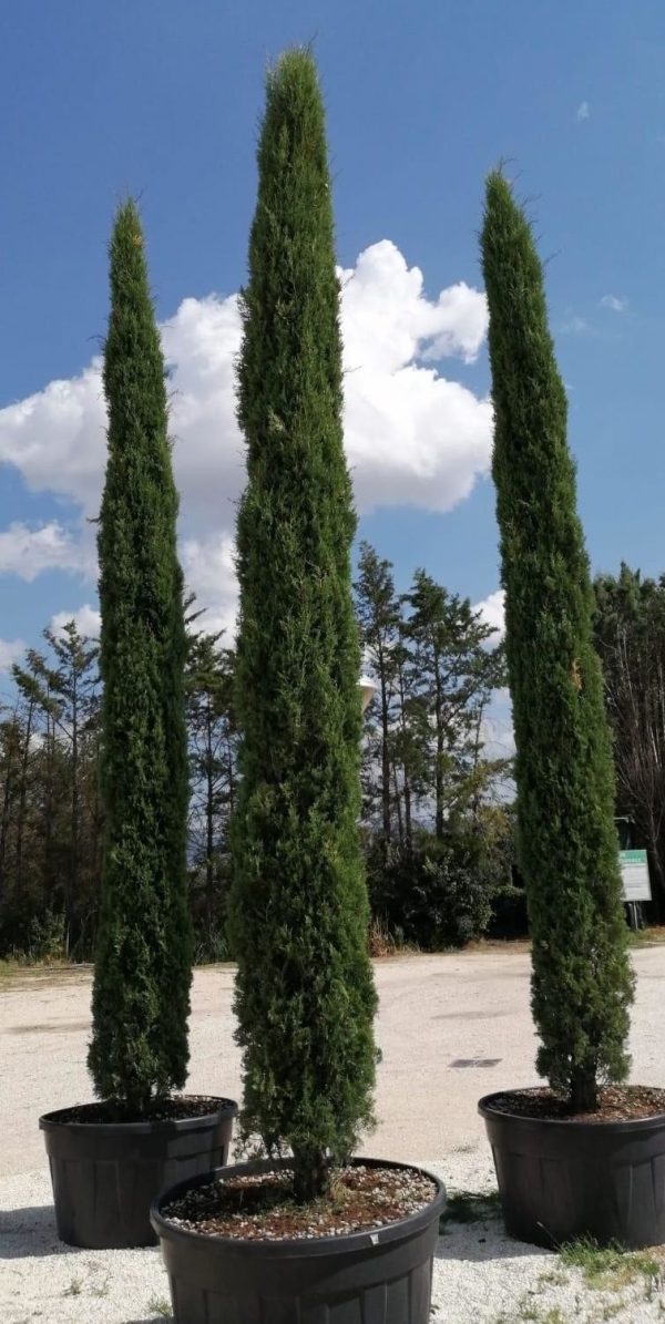 CUPRESSUS SEMPERVIRENS PYRAMIDALIS C65L H300/350CM