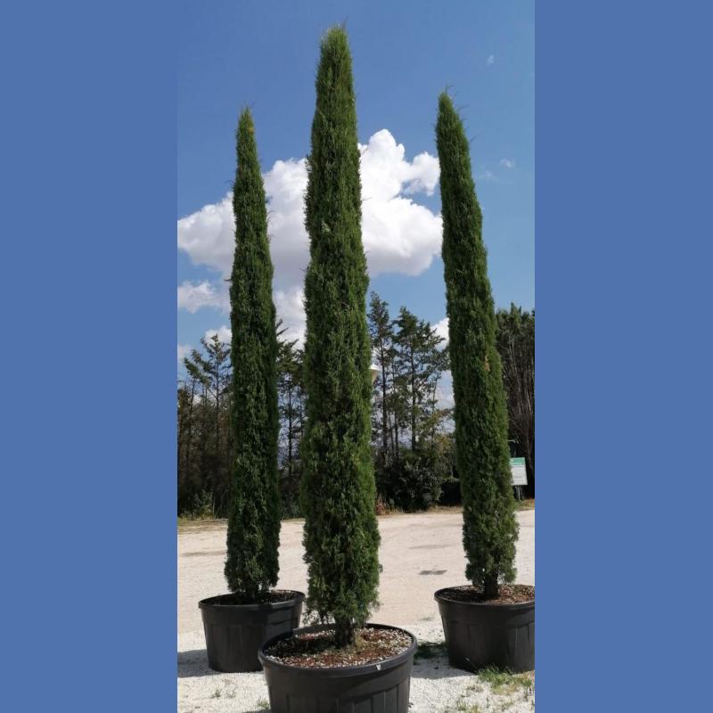 CUPRESSUS SEMPERVIRENS PYRAMIDALIS C65L H300/350CM