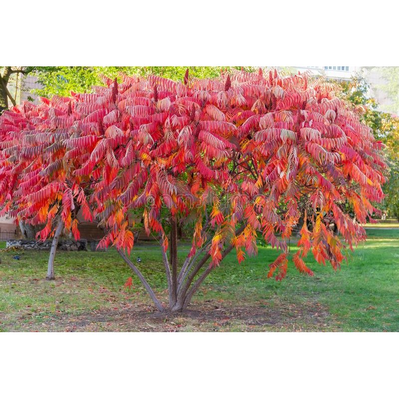 RHUS TYPHINA C30L H150/200CM